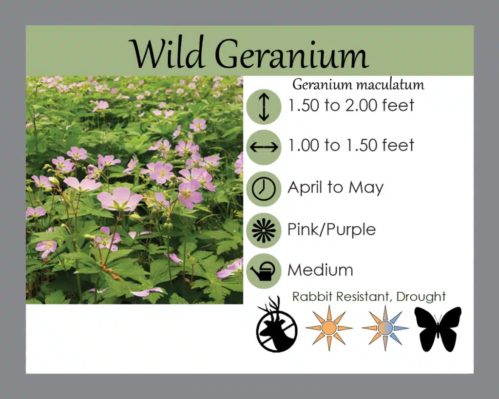 Wild Geranium