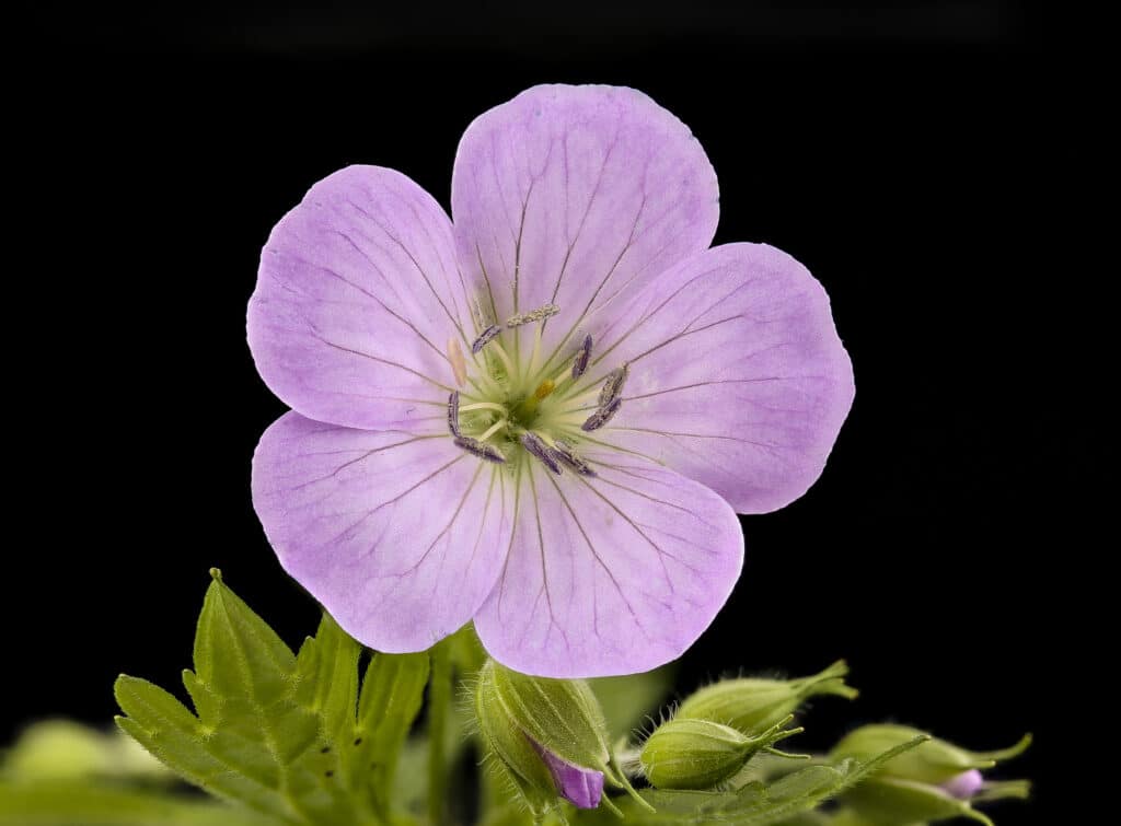 Wild geranium flower