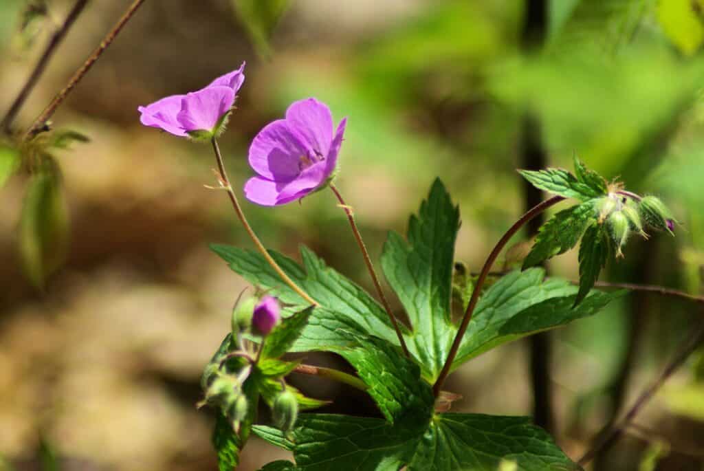 Wild geranium flowers