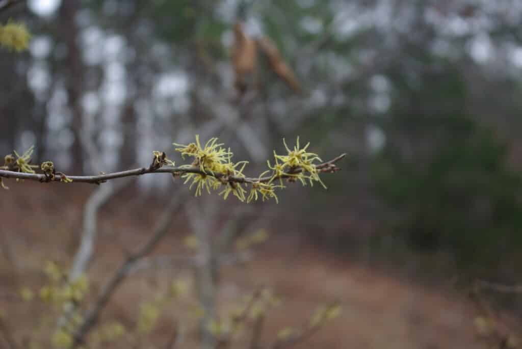 Witch hazel blossoms
