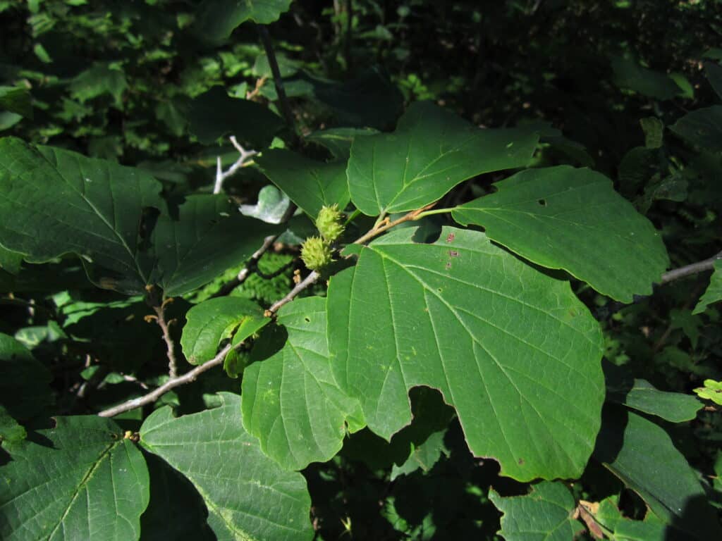 Witch hazel foliage