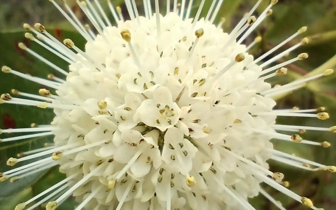 Maryland Native Plants for Pollinators: Cephalanthus occidentalis – Buttonbush