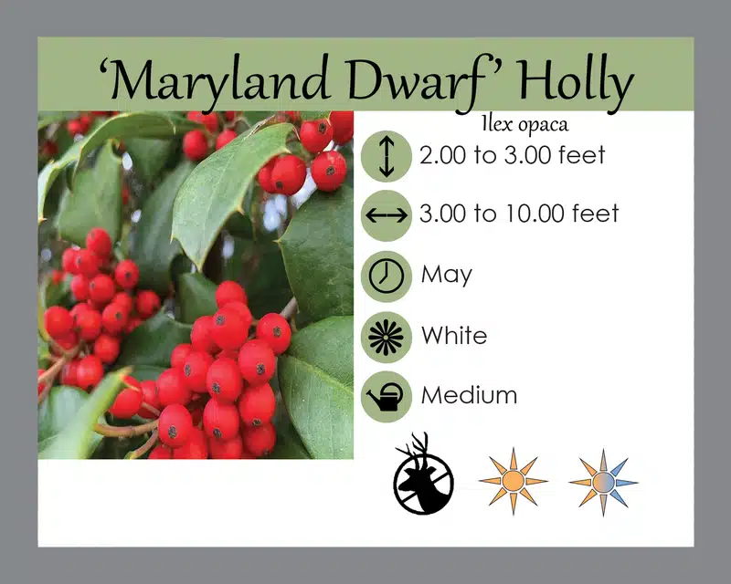 Dwarf American Holly