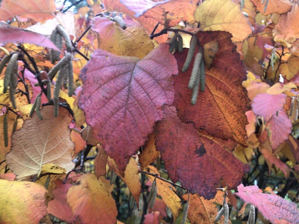 Hazelnut fall foliage