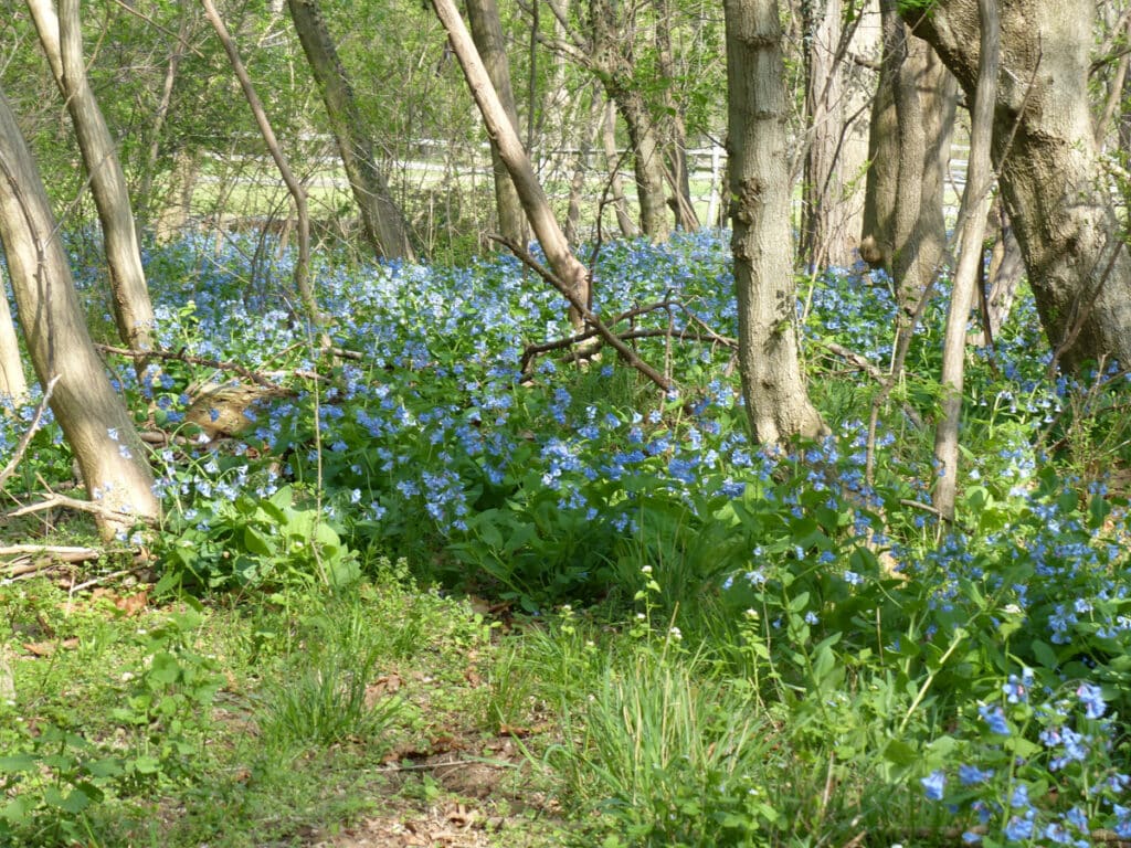 Virginia Bluebells flowering