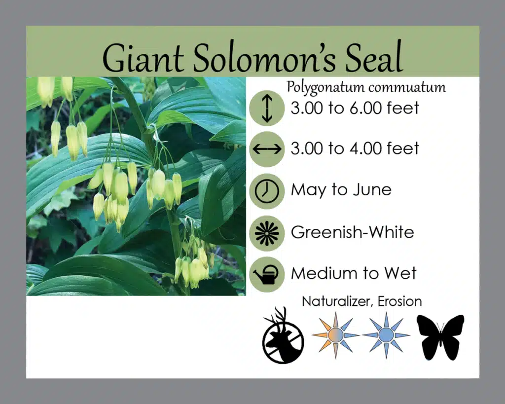 giant solomon seal