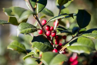 Ilex opaca berries