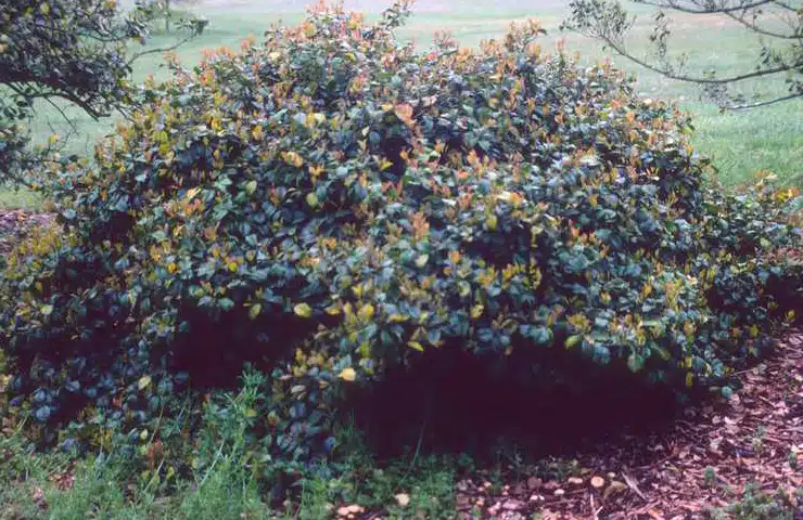 Ilex opaca foliage