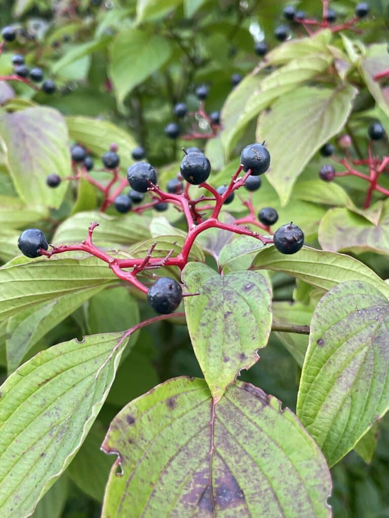 Pagoda dogwood berries