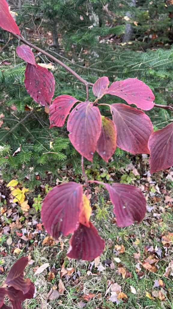 pagoda dogwood fall color