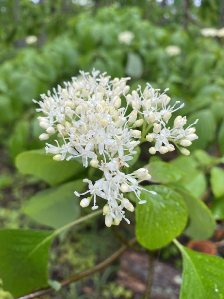 pagoda dogwood flowers