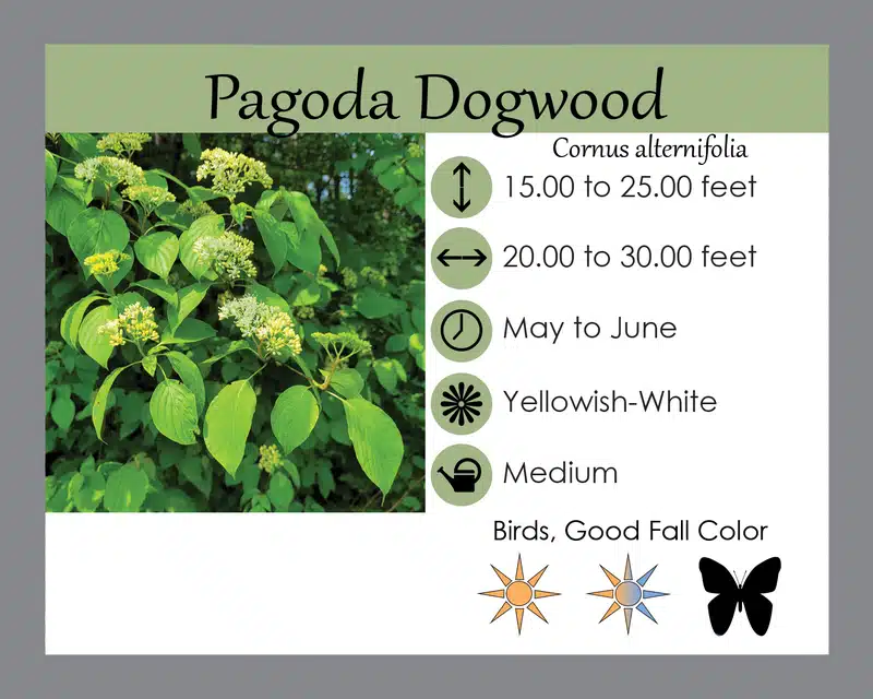 pagoda dogwood info card