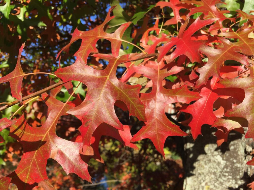Pin oak fall foliage