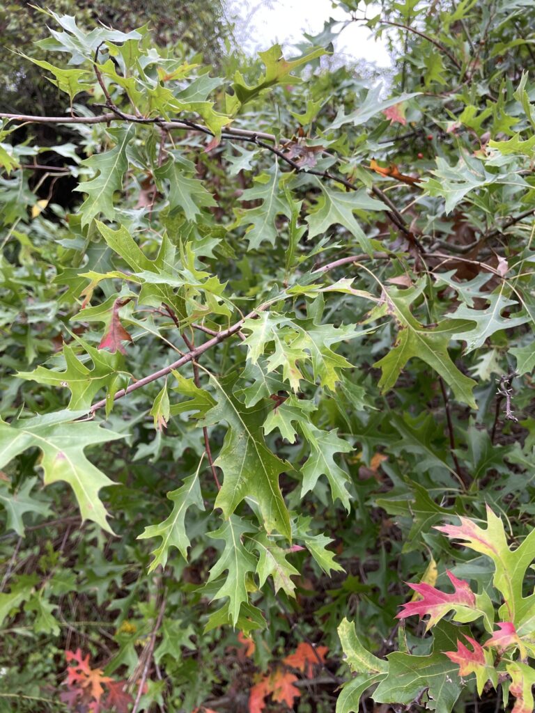 Pin oak foliage