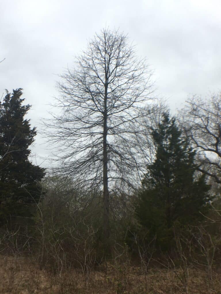Pin oak in winter