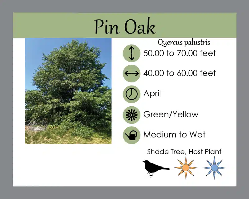 Pin oak info card