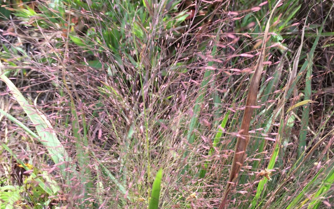 Maryland Native Plants for Meadows: Eragrostis spectabilis – Purple Love Grass