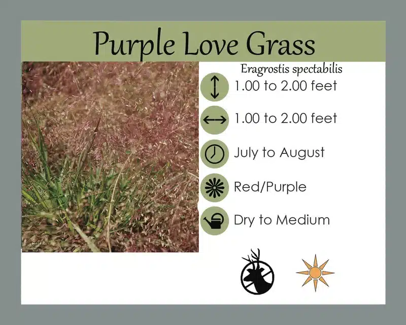 Purple love grass info card