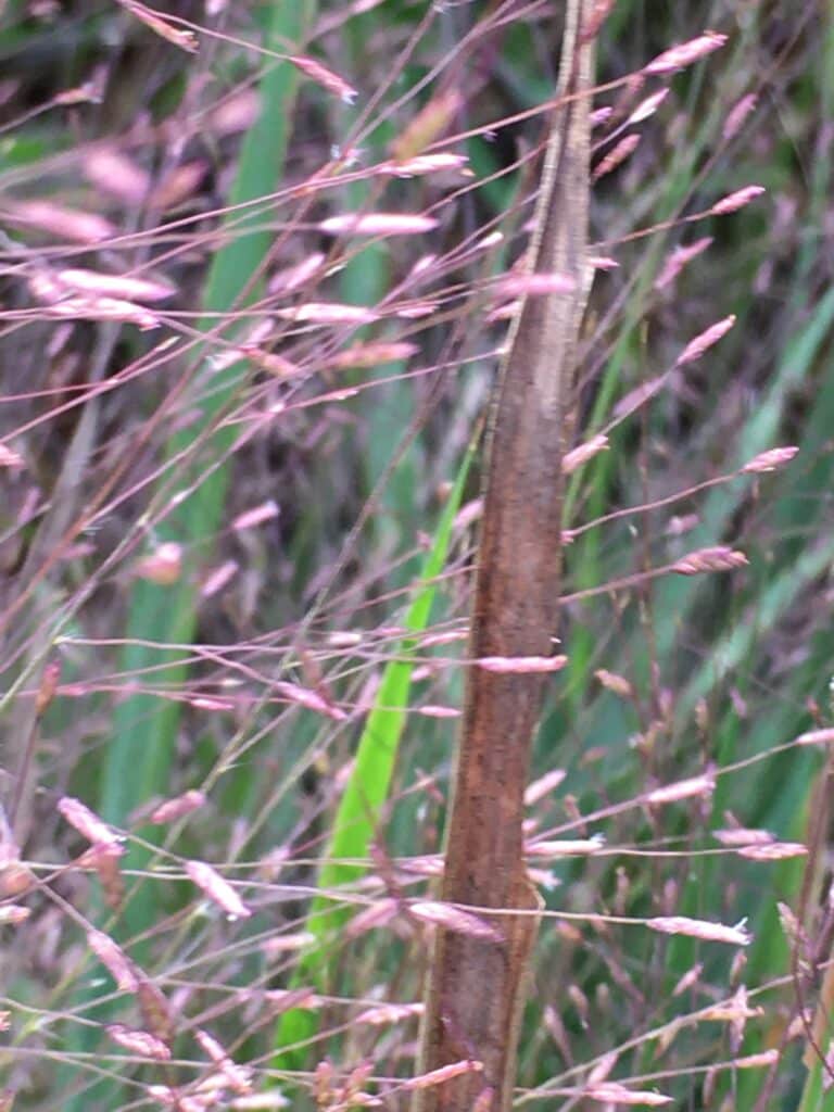 Purple love grass seeds