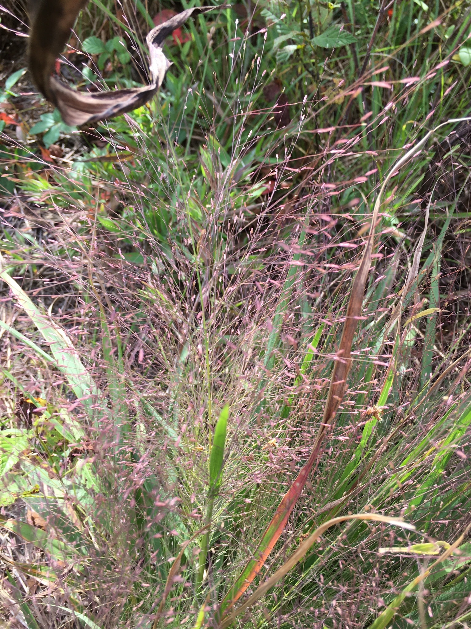 Purple lovegrass