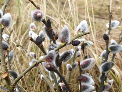 Pussy willow flowers in late winter