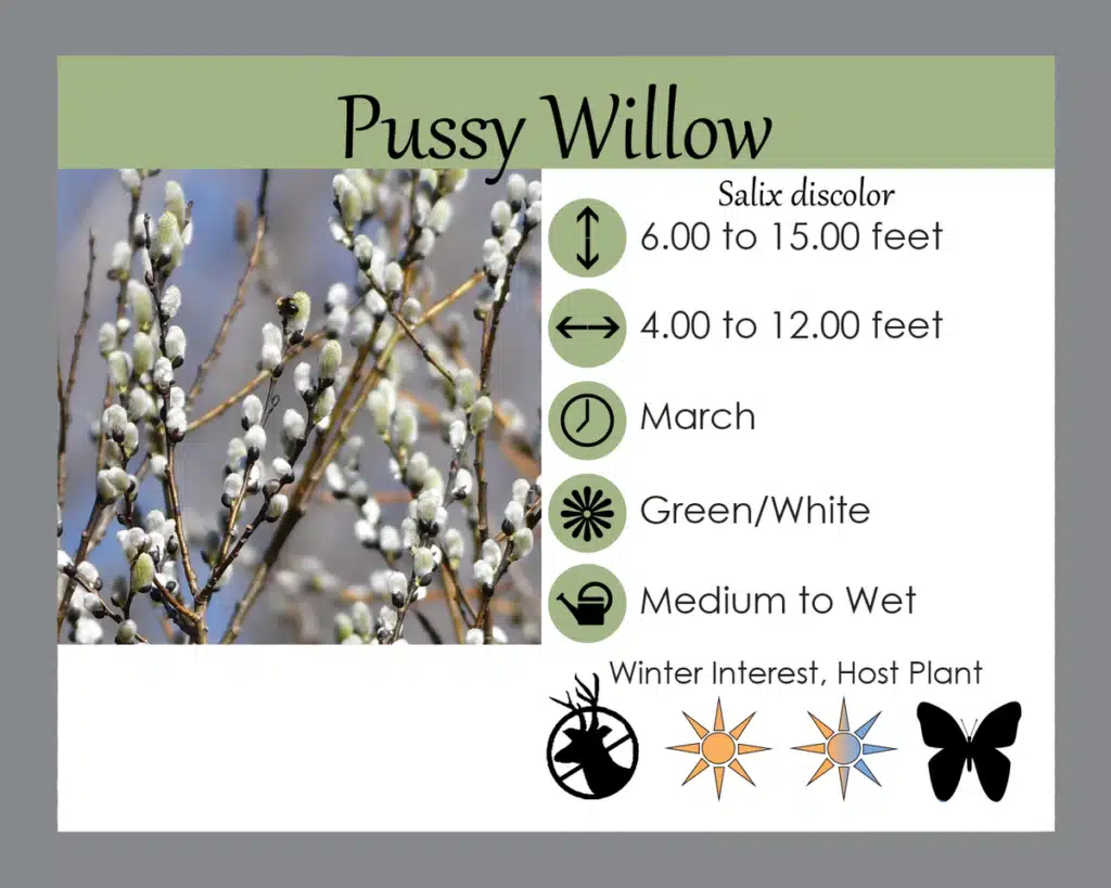 pussy willow plant tag