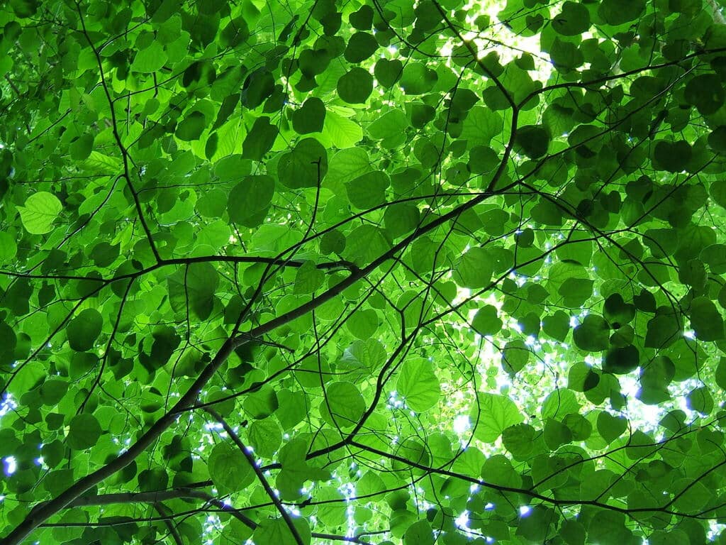 Eastern redbud foliage