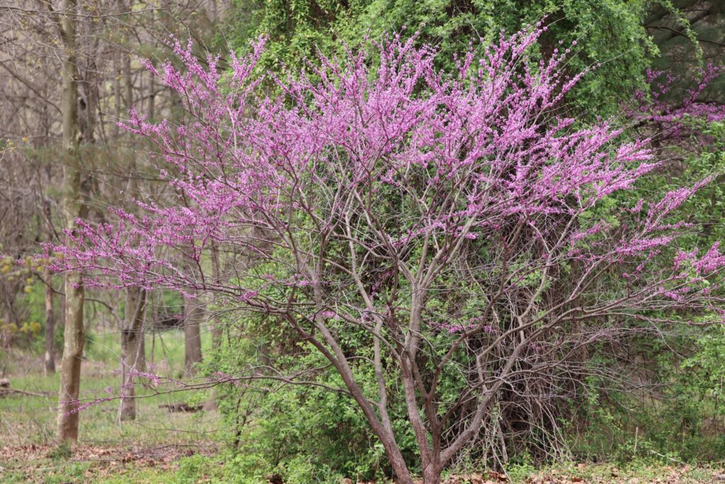 Eastern redbud in flower