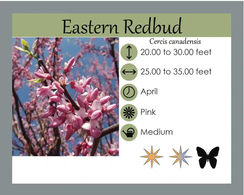 Redbud info card
