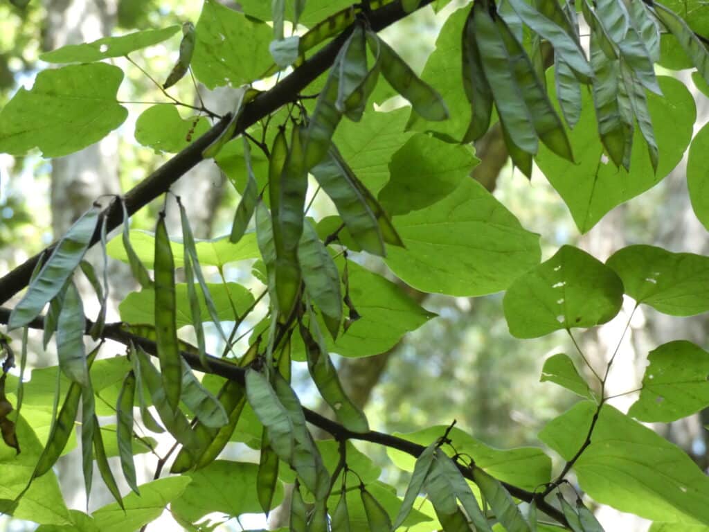 Eastern redbud seed pods