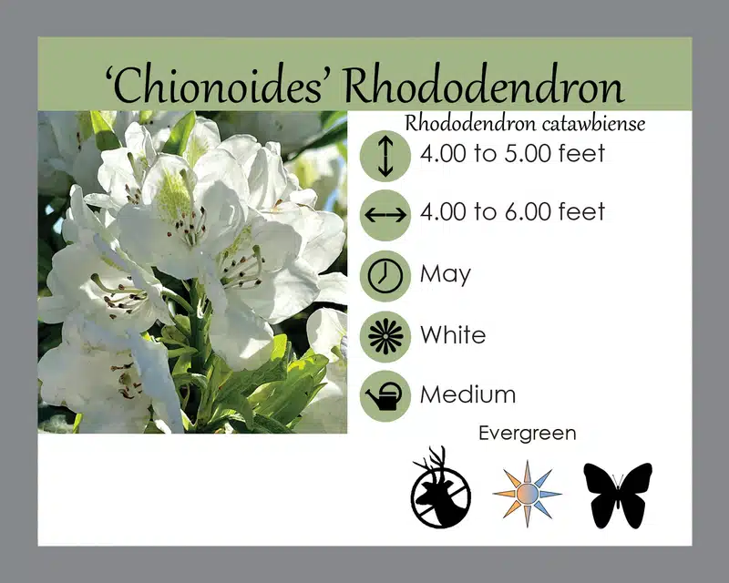 rhododendron