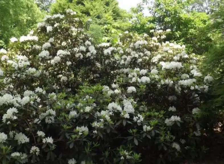 Rhododendron foliage and flowers