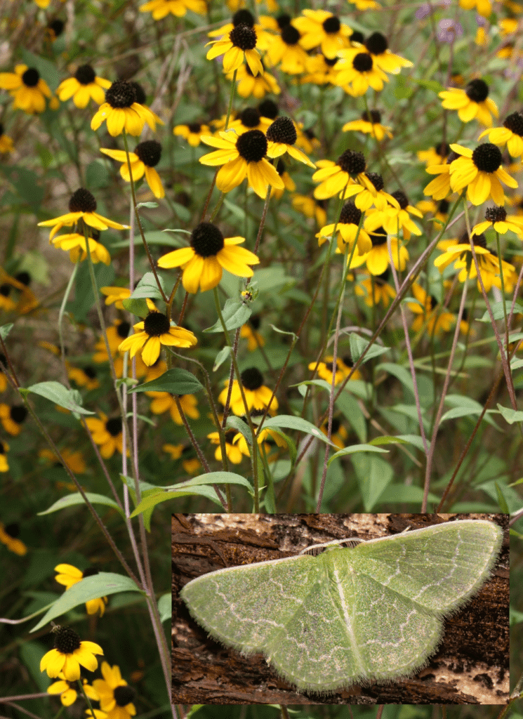 rudbeckia triloba wavy lined emerald