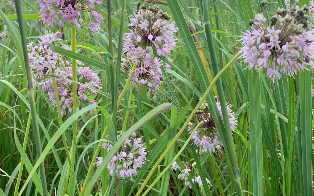 Edible Maryland Native plants: Allium cernuum – Nodding Onion