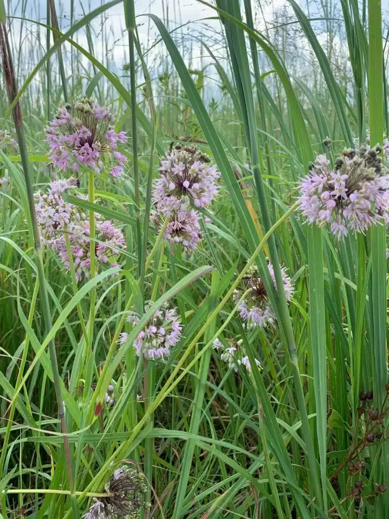 Nodding onion blooms