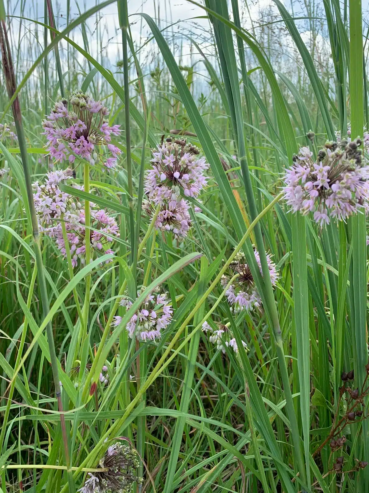 Nodding onion blooms