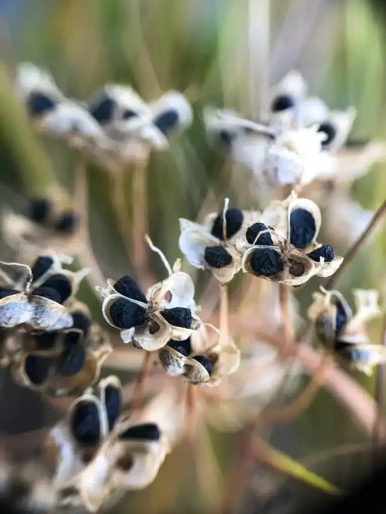 Nodding onion seed heads