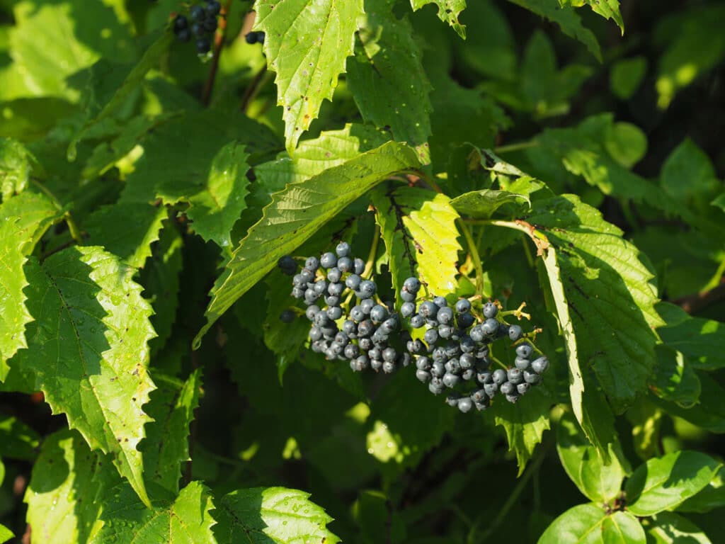 Viburnum dentatum berries