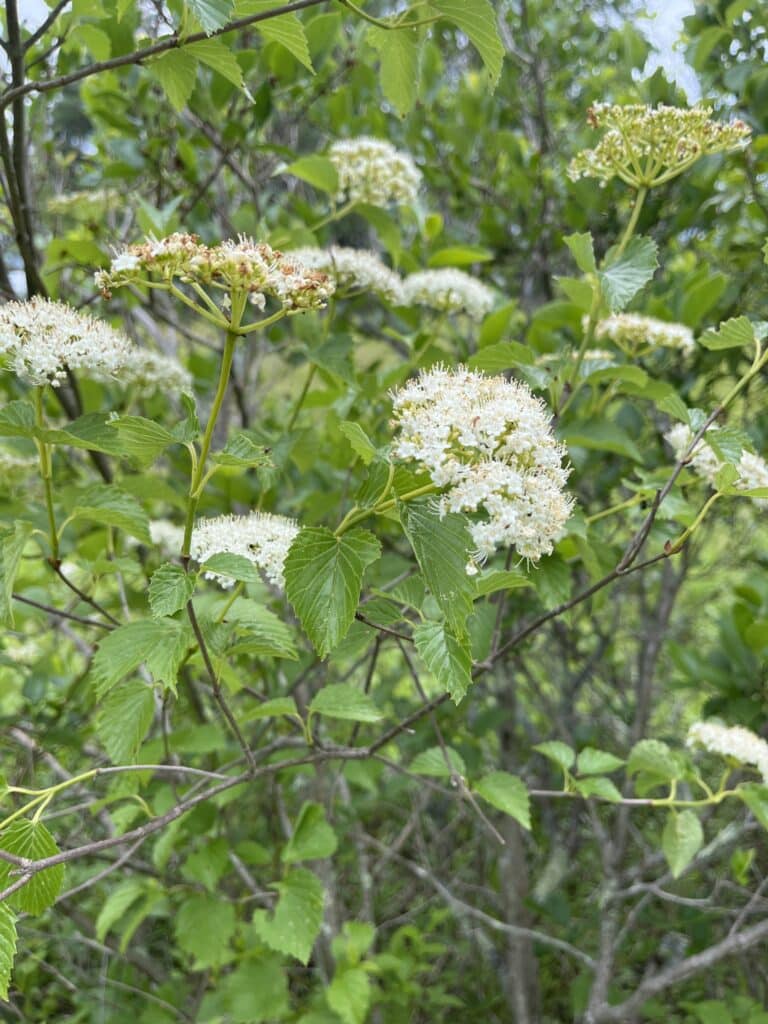 Viburnum dentatum flowers