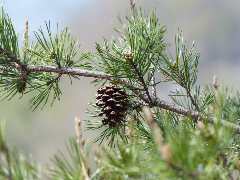 Virginia pine with cone