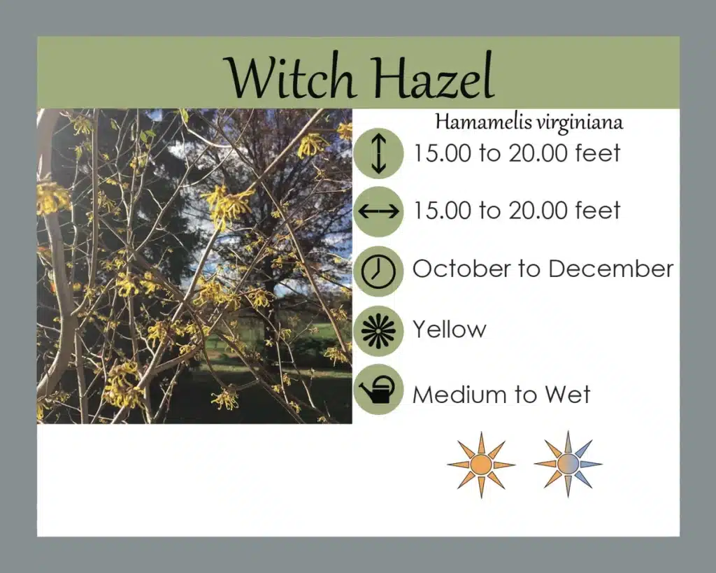 Hamamelis virginiana - Witch-hazel
