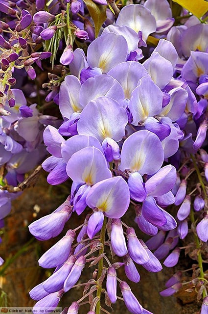 Wisteria frutescens flowers