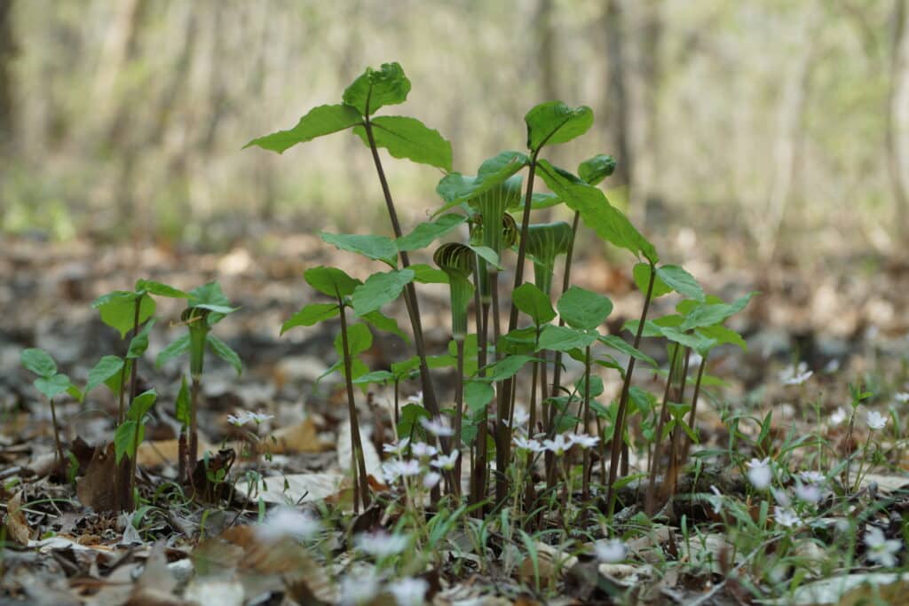 Jack in the pulpit