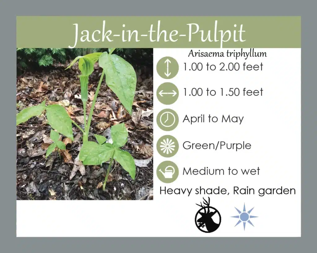 Jack in the pulpit info card