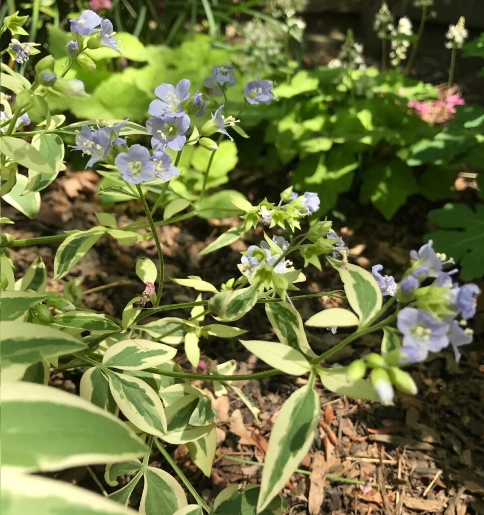 Jacob's Ladder 'Stairway to Heaven' flowers and foliage