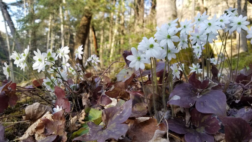 Sharp-lobed Liverleaf flowers