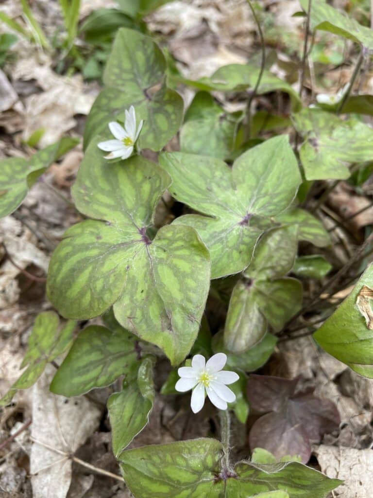 Sharp-lobed Liverleaf foliage