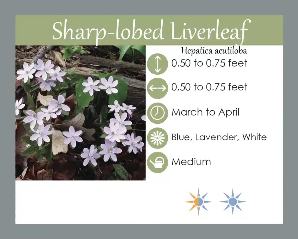 Sharp Hepatica info card