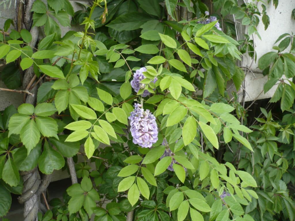 Wisteria frutescens foliage and flowers