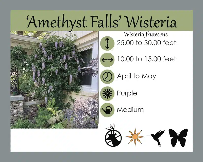 Wisteria info card